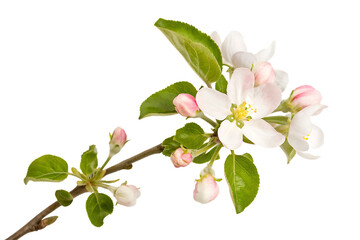 The beautiful pink cherry blossom branch with a white flower petal blooming in a garden