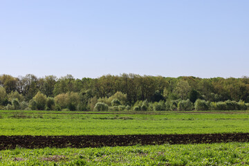 A green field meets a forest under a clear blue sky, creating a serene rural landscape. Natural beauty of a spring day.