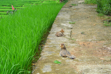 Two cats playing on the edge of a rice field