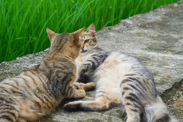 Obraz premium Two cats playing on the edge of a rice field