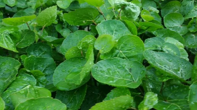 Fresh Polyscias scutellaria covered with water droplets after rain. 