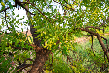 Fresh Neem fruit on tree with leaf on nature background, A leaves of neem tree and fruits growing natural medicinal