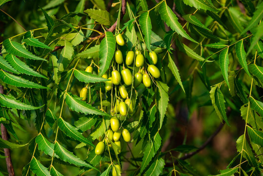 Fresh Neem fruit on tree with leaf on nature background, A leaves of neem tree and fruits growing natural medicinal