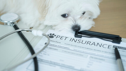 Cute white puppy leaning over pet insurance form and joyfully handling the paperwork, representing...
