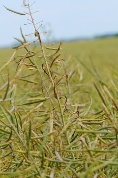 Kohlschotenm&uuml;cke,  Dasineura brassicae