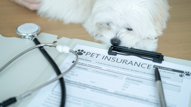Cute white puppy leaning over pet insurance form and joyfully handling the paperwork, representing the responsibility of pet ownership and planning for your dog's health care and medical needs.