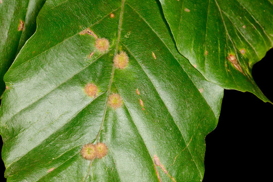 Kleine Buchengallm&uuml;cke, Hartigiola annulipes