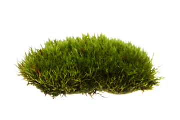 green moss isolated on white background PNG