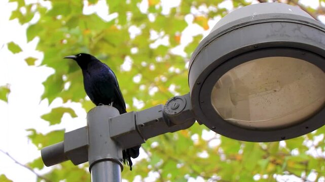Great Tailed Grackle bird on street lamp lantern Mexico City.