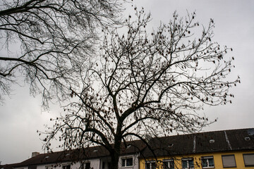Leafless Tree and Urban Houses under a Cloudy Sky