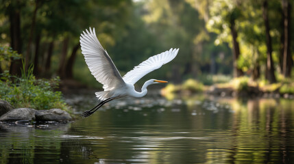 Graceful White Egret Taking Flight Over Peaceful River