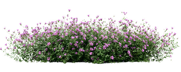 Obraz premium PNG Cosmos bush bushes flowers plants.