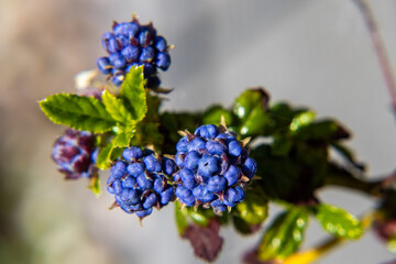 Close up of Ceanothus garden tree