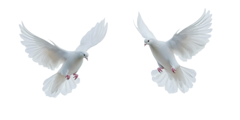 White doves in flight against a minimalist background showcasing their graceful wings and serene presence