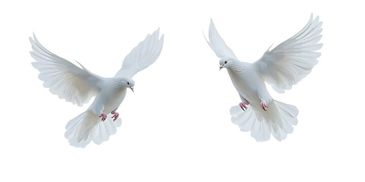 White doves in flight against a minimalist background showcasing their graceful wings and serene presence