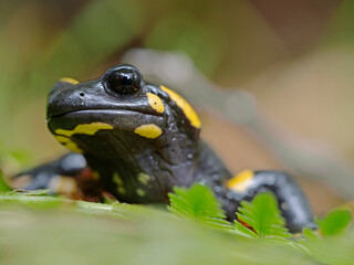 Fire Salamander, Feuersalamander (Salamandra salamandra)