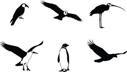 Silhouette illustration of six distinct birds, each showcasing a unique posture and species, including flying and standing positions, emphasizing avian diversity