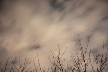 Blurred Sky with Silhouetted Trees and Soft Cloud Patterns