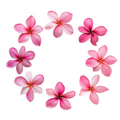 Tropical flowers frangipani plumeria png