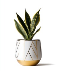 Snake Plant Stock Image