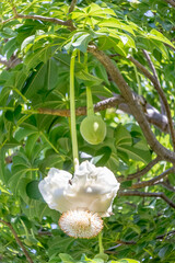 Fleur de baobab 