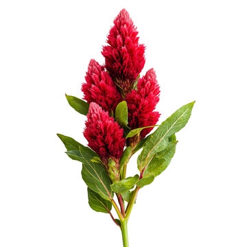 Celosia flower with vibrant red plumes isolated on a transparent background, showcasing its unique texture and color, celosia flower isolated on transparent background