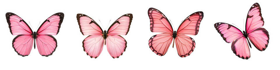 A group of vibrant pink butterflies in flight
