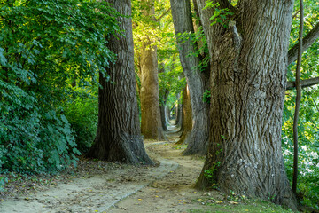 Tree-lined avenue of poplars on the Danube island Oberer Woerd in Regensburg Bavaria. Natural...
