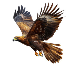 Obraz premium A golden eagle in flight over a dramatic landscape during sunset, hunting golden eagle, aquila chrysaetos, isolated on transparent background