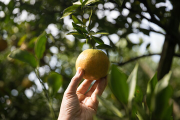 Business farm ripe orange concept farmer hand pick nature fruit citrus orchard mandarin tree growing organic lush leaves background green vibrant garden crop leaf laden branches plant close up growth