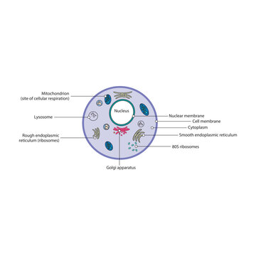 Eukaryote cell schematic diagram - simple illustration showing membrane,nucleus, RER, SER, golgi apparatues, lysosyme and ribosomes.