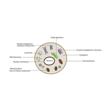 Eukaryote cell schematic diagram - simple illustration showing membrane,nucleus, RER, SER, golgi apparatues, lysosyme and ribosomes.