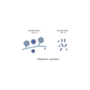 Histoplasma capsulatum Saprobic and parasitic phases diagram. Simple schematic illustration of endemic dimorphic fungi stages strucutre.