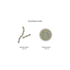 Coccidioides immitis Saprobic and parasitic phases diagram. Simple schematic illustration of endemic dimorphic fungi stages strucutre. © Basstock