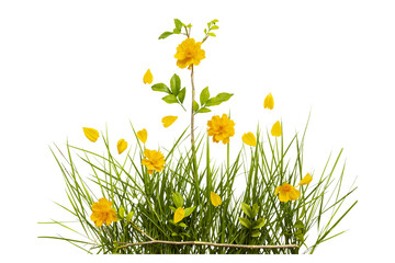 yellow flower cosmos with grass arrangement flat lay style 