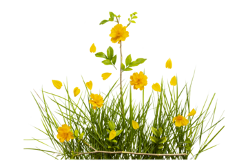 yellow flower cosmos with grass arrangement flat lay style 