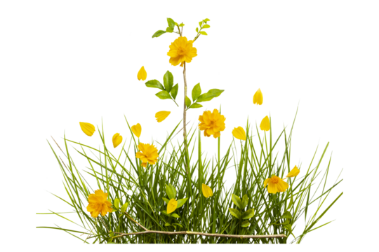 yellow flower cosmos with grass arrangement flat lay style 