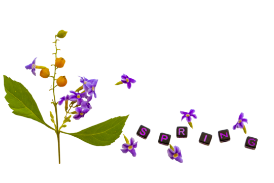 spring message with purple flowers arrangement flat lay postcard style 