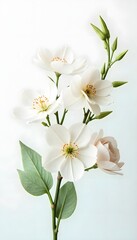 Fototapeta premium Clean background white flowers with stems and unopened buds high resolution picture