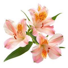 Fototapeta premium Fresh alstroemeria flowers in soft pink and transparent colors isolated on a pure transparent background, alstroemeria flowers isolated on transparent background cutout
