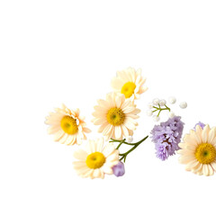 Naklejka premium Elegant Cream Daisies and Lavender Flowers Bouquet on Transparent 