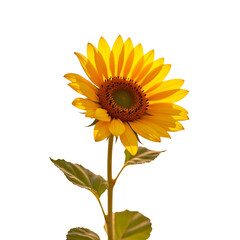 Fototapeta premium Single Vibrant Sunflower Isolated on Transparent Background