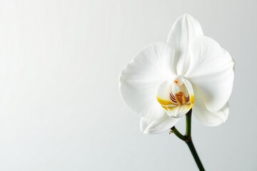 Delicate white orchid blossom against pure white backdrop, photography, plant
