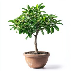 Lush Green Bonsai Tree in Terracotta Pot Against White Background