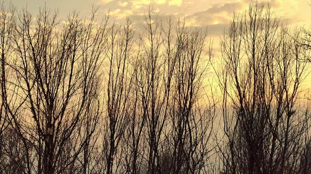 Tall leafless trees or deciduous trees in cloudy and gloomy weather in the background.