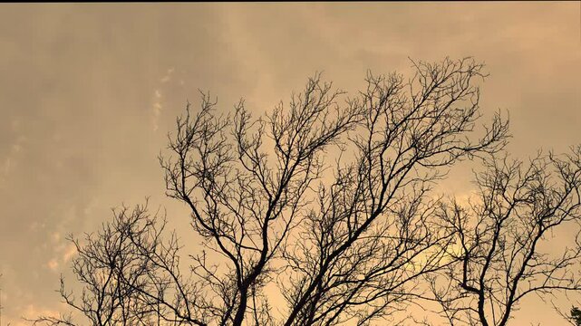 Tall leafless trees or deciduous trees in cloudy and gloomy weather in the background.