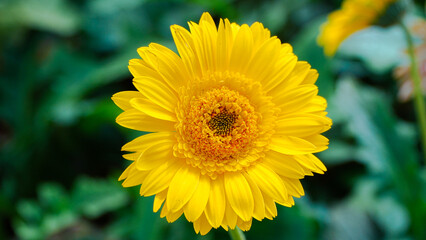 yellow flower on the green background