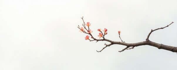 Obraz premium A single branch on a white background with subtle mist effect, branches, texture,