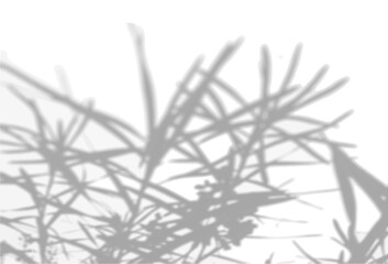 The shadow of the flower tops on the white wall. Black and white image to overlay on a photo or mockup