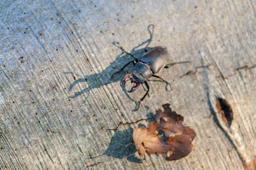 Majestät des Waldes – Hirschkäfer im Schwäbischen Voralbgebiet.
